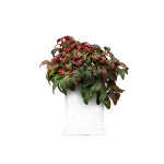 소스랑남천 야생화 나무 (GN1079) : 젠틀맨꽃배달