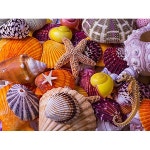 Vermont Christmas Company Sea Shell Treasures Jigsaw Puzzle 550 Piece PROD20030149 : buying007