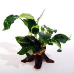 [10%할인] UP 나나트리 (IMITATION TRUNK) [F-YS-309] - 수족관 물품/ : 트루 바이오톱