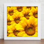 cv238-황금빛해바라기_인테리어액자/꽃,식물,풍경,풍수,행운,재물,부귀,썬플라워,해바라기 : 아방스