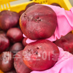 제주비트즙 : 제주영순이농장