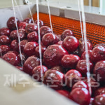 제주비트즙 : 제주영순이농장