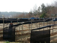 (100봉)(무료배송)우리가족 면역력을 높여주는 홍삼즙(최대용량) : 덕안농장