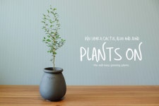 마오리 소포라 두갸르송 리미티드 테르누아 자르 대 포함 43Cm  / 듀가르송 / deuxgarcons Sophora prostrata : 플랜츠온