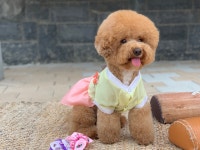 강아지 개량 봄스 설날 추석 파스텔 한복 새신랑 XS (복주머니선물) : BOMS.