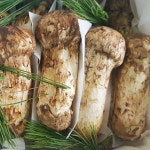 2025년 자연산 송이버섯 추석선물세트 자연송이 1kg : 매치파머스