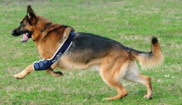 [Balto] 발토 한쪽  팔꿈치 보호대 /강아지관절 보호 재활 BT SOFT : 점펫