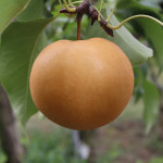 신고배 15kg 대용량 여주배 농장직송 배 성장촉진제 안씀 : dbft