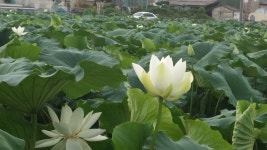 햇연잎 B급 생연잎 2kg 명당연향 업소용 : 부안연꽃사랑