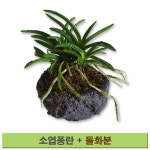 소엽풍란 돌화분세트 공기정화 석부작 화산석 난 돌수반 인테리어 실내용 : 광림아그로