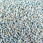 청보리 녹색보리 찰보리 찰보리쌀 유색보리 백화정농장 월야친환경영농조합법인 산지직송 1kg : 월야친환경영농조합법인