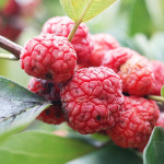 햇 꾸지뽕 5kg 무농약 : 맛담