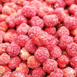 햇 꾸지뽕 5kg 무농약 : 맛담