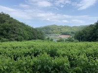홍잠(익힌 숙잠) 동결건조홍잠100g / 국내 누에농장생산 : 홍잠 누에 뽕잎  초록드림