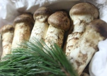 울진금강송 송이 1kg, 500g : 울진송이마켓