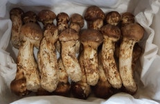 가령산농장 송이버섯1kg(국내산) : 가령산농장