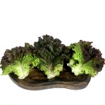 알짜농원 상추 공판장시세 농가직송 꽃상추/적상추/청상추 랜덤 2kg (실중량) : 성주알짜농원