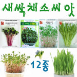 새싹씨앗25종/청경채싹/밀싹/보리싹/새싹귀리/홍화싹/케일싹/브로콜리/메밀싹/새싹채소 (,) : 참쉬운수경재배