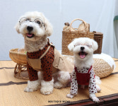 부띠끄멍 2컬러 사이즈 S-XL 레오파드 니트 티셔츠 트렌치 원피스 세트 애견의류 : 마이앨리스독