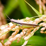 2025년 햅쌀 국산 찹쌀 5kg 찹쌀떡 삼계탕 찰기가득 : 아침농산잡곡