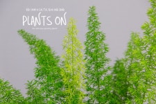 메이리(여우꼬리) 아스파라거스 두가르송 오리지널 버스팟 15 포함 48cm / 듀가르송 / deuxgarcons Asparagus meyerii : 플랜츠온