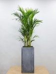 개업선물 집들이 매장 인테리어식물 아레카야자(G/FRP화분) 부산/김해/양산 배송 : OUR PLANT