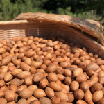 제주 비자림 송당 비자씨앗 : 송당상회