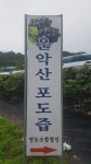 가평 운악산 비가림 100% 저온착즙 포도즙 진액 엑기스 110ml 50팩 : 산약초이야기 건강촌