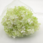 수국 프리져브드플라워 1단 연그린투톤/디퓨저 : 캔들웨이