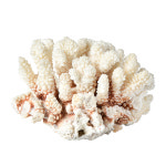 산호 Coral  1185g 수집용+전시대무료+보증서 : 레드뮤지엄