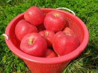 GAP인증 지리산 사과 홍로 시나노골드 꿀 사과 한박스 5kg 10kg 지리산하늘재농장 : 지리산하늘재농장