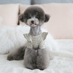 강아지옷 토토앤로이 윌리 스트라이프 티셔츠 : 코코마펫 애견편집샵