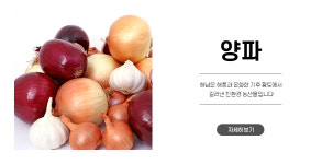양파 : 철수네농장