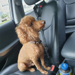 강아지안전벨트 애견안전벨트 헤트레스트용 : 펫 올마이티