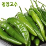 청양고추특 1kg내외 땡초 진주 특산품 명품 청량고추 : 바우팜