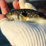 손질 졸복 소 대 중 사이즈 선택 쫄복어 냉동 복섬 생물 매운탕 복국 산지직송 : 연안부두 어시장마켓