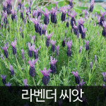라벤더 씨앗 라벤다 씨앗 허브씨앗 허브씨 종자 100알 : 가람원