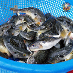 손질 졸복 소 대 중 사이즈 선택 쫄복어 냉동 복섬 생물 매운탕 복국 산지직송 : 연안부두 어시장마켓