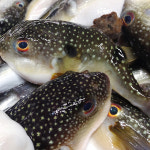 손질 졸복 소 대 중 사이즈 선택 쫄복어 냉동 복섬 생물 매운탕 복국 산지직송 : 연안부두 어시장마켓