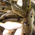 손질 졸복 소 대 중 사이즈 선택 쫄복어 냉동 복섬 생물 매운탕 복국 산지직송 : 연안부두 어시장마켓