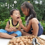 25년 국산호두 유기농 알호두 토종 김천호두 500g : 시월넛-우리호두