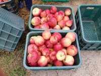 껍질째먹는 지리산 홍로 사과 10kg 36과내외 : 지리산 정영농장