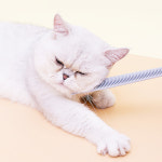 티에프펫 고양이 빗 그루밍 스틱 : 티에프펫