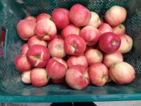 껍질째먹는 지리산 홍로 사과 10kg 36과내외 : 지리산 정영농장