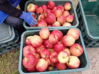 껍질째먹는 지리산 홍로 사과 10kg 36과내외 : 지리산 정영농장