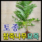 토종 참죽묘목 (참중나무 가죽나무묘목 까죽나무) - (상) : 금산부뚜막