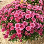 가든멈 소국 국화 걸이화분 : 미니농장