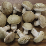 표고송이버섯 송화고버섯 1kg 농장직송 : dbft