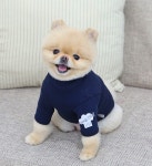 이츠독 3컬러 사이즈S-XL 멍 셰프 티셔츠 : 마이앨리스독