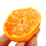 깨비농원 제주 조생감귤 4.5kg 중과, 로얄과 : 제주깨비농원